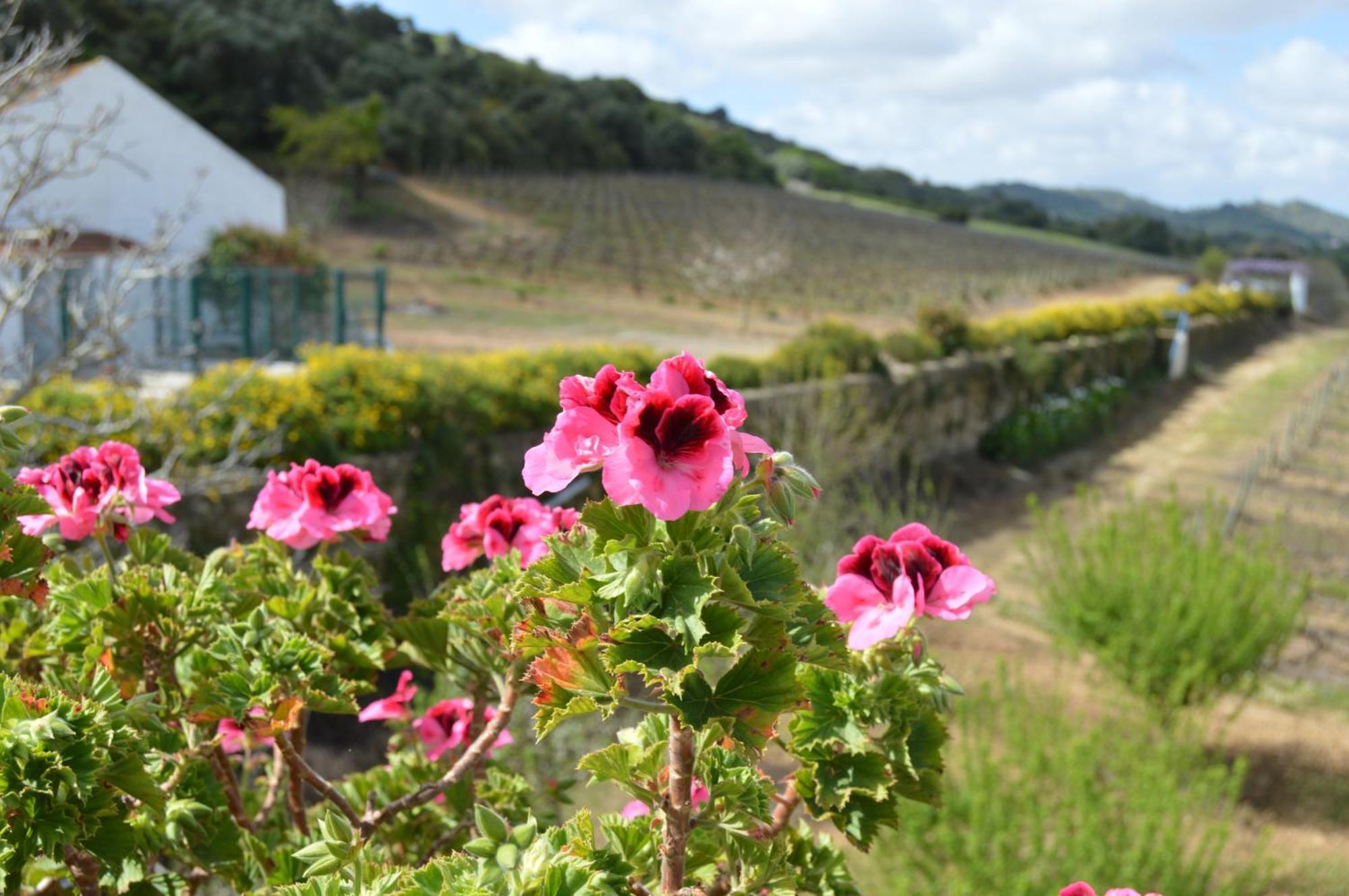 パルメラ Quinta Do Pilotoゲストハウス エクステリア 写真
